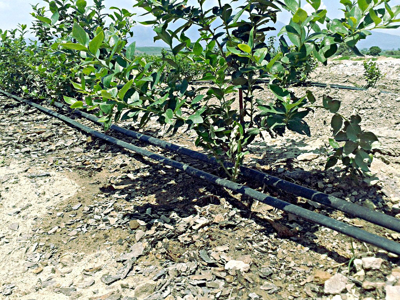 Caudal Medio Diario en Canal Tronco (m3/s). Enero