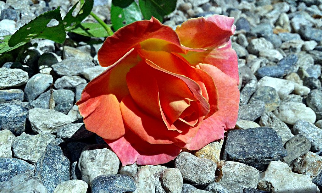 Carta Junta de Vigilancia RIO ELQUI y sus Afluentes