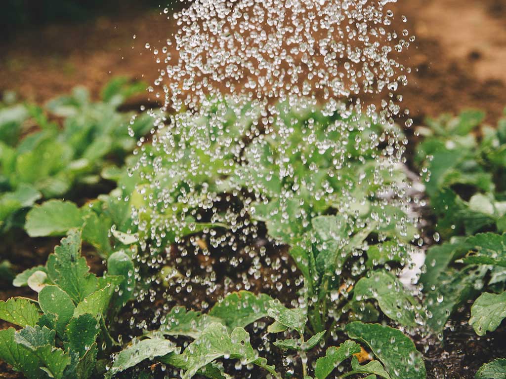 El Estado como Cómplice Pasivo – inserto de prensa